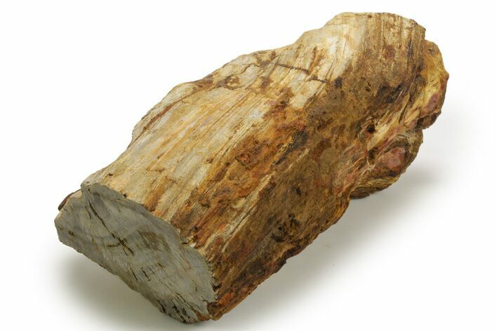 Triassic-Age Petrified Wood Log - Madagascar #378886